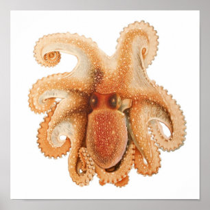 Octopus Salutii, Vintage Marine Aquatic Animals Poster