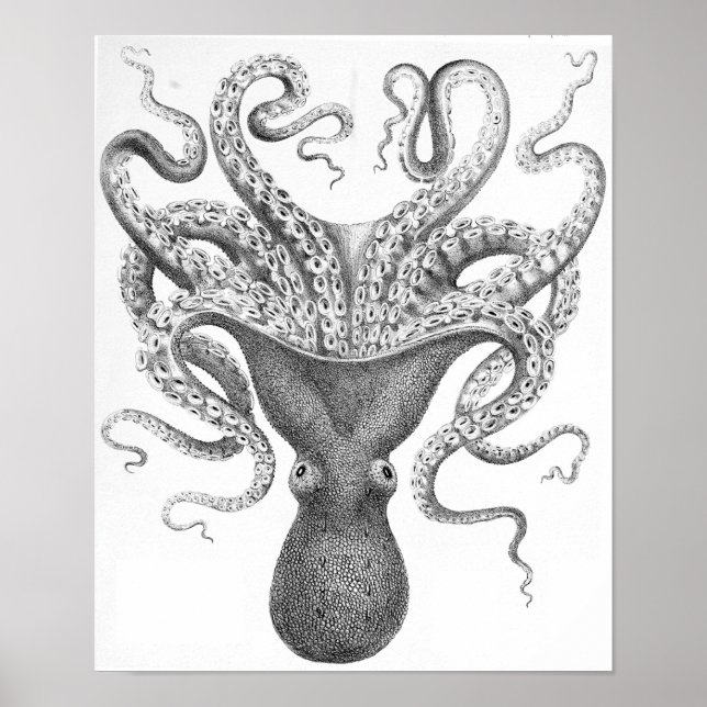 Octopus Scientific Illustration Poster (Front)