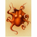 Octopus Sea Monster Creature Cephalapod Vintage Cutout<br><div class="desc">Vintage Octopus Red Cephalopod
This vintage octopus image was taken from a scientific journal from the 1800s. The red octopus is showing all his arms,  with tentacles,  and is a very cute octopus for our gift items.</div>