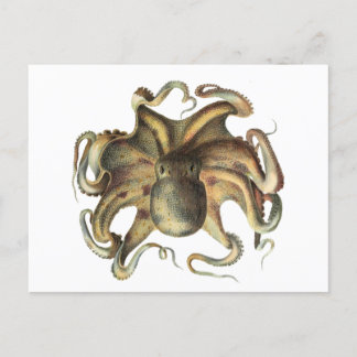 Octopus Squid Animal Vintage Illustration Postcard