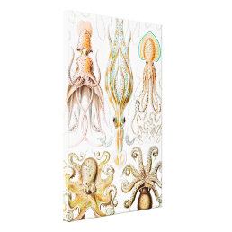 Octopus Squid, Gamochonia by Ernst Haeckel Canvas Print