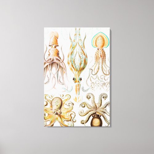 Octopus Squid Gamochonia by Ernst Haeckel Canvas Print