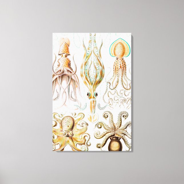 Octopus Squid, Gamochonia by Ernst Haeckel Canvas Print (Front)