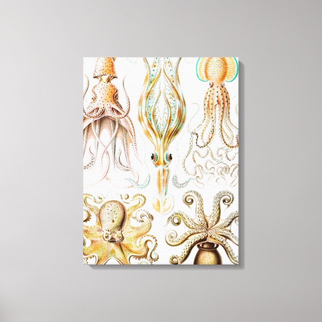 Octopus Squid, Gamochonia by Ernst Haeckel Canvas Print (Front)
