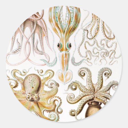 Octopus Squid Gamochonia by Ernst Haeckel Classic Round Sticker