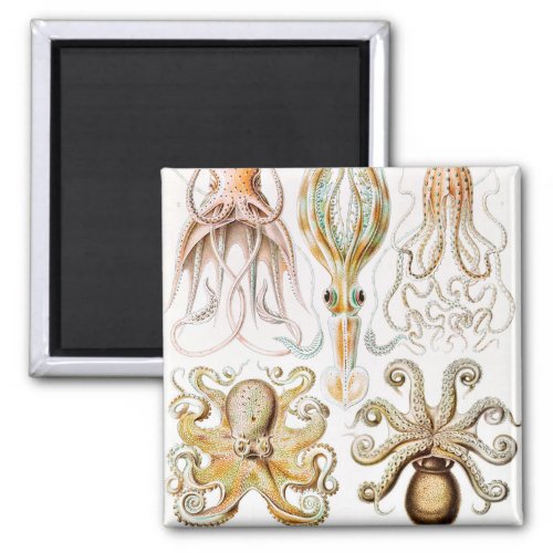 Octopus Squid Gamochonia by Ernst Haeckel Magnet