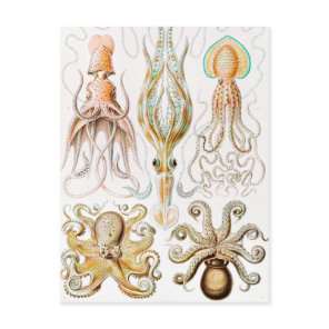 Octopus Squid, Gamochonia by Ernst Haeckel Postcard