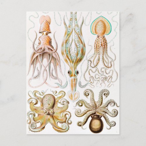 Octopus Squid Gamochonia by Ernst Haeckel Postcard