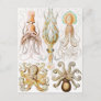 Octopus Squid, Gamochonia by Ernst Haeckel Postcard