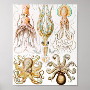 Octopus Squid, Gamochonia by Ernst Haeckel Poster
