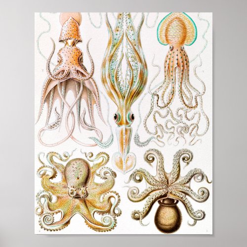 Octopus Squid Gamochonia by Ernst Haeckel Poster
