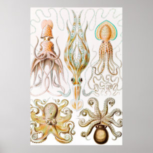Octopus Squid, Gamochonia by Ernst Haeckel Poster