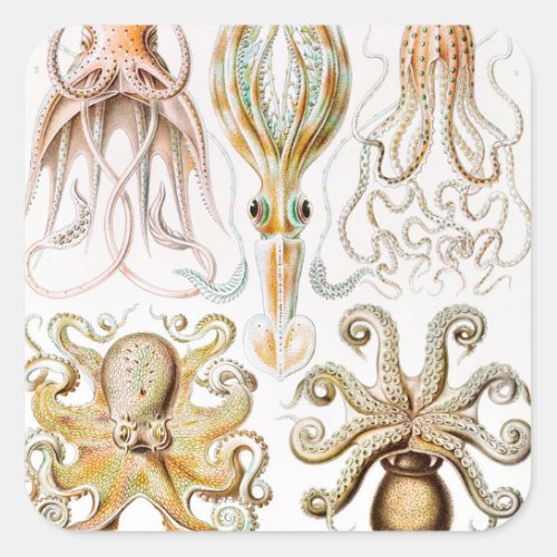 Octopus Squid Gamochonia by Ernst Haeckel Square Sticker