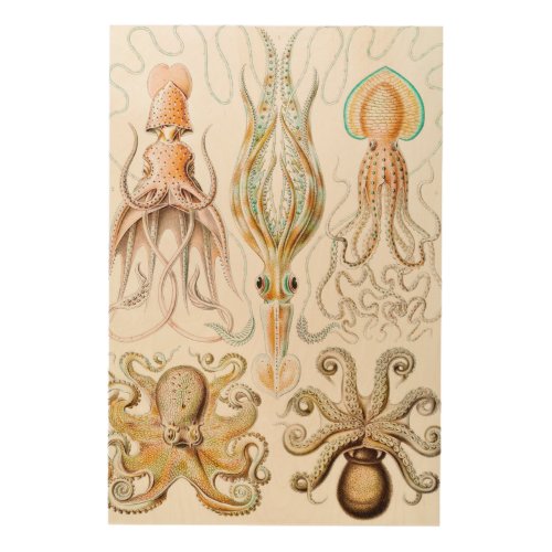 Octopus Squid Gamochonia by Ernst Haeckel Wood Wall Art