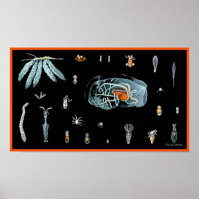 Octopus Study Poster (Front)