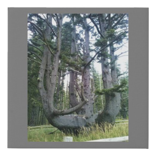 Octopus Tree Cape Meares Oregon Faux Canvas Print