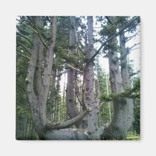Octopus Tree, Cape Meares, Oregon Magnet