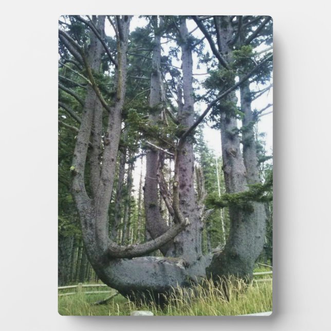 Octopus Tree, Cape Meares, Oregon Plaque (Front)