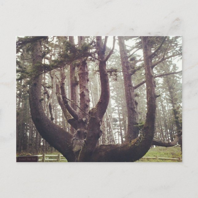 Octopus Tree, Cape Meares, Oregon Postcard (Front)