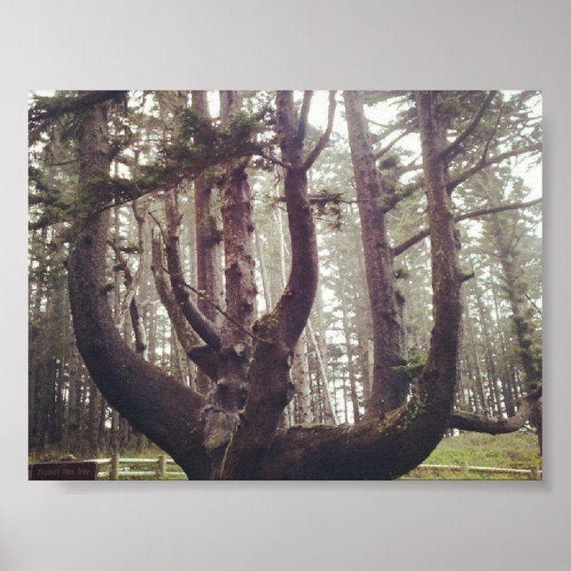 Octopus Tree, Cape Meares, Oregon Poster (Front)