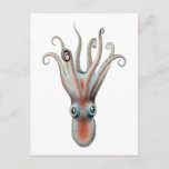 Octopus Vintage Illustration Postcard