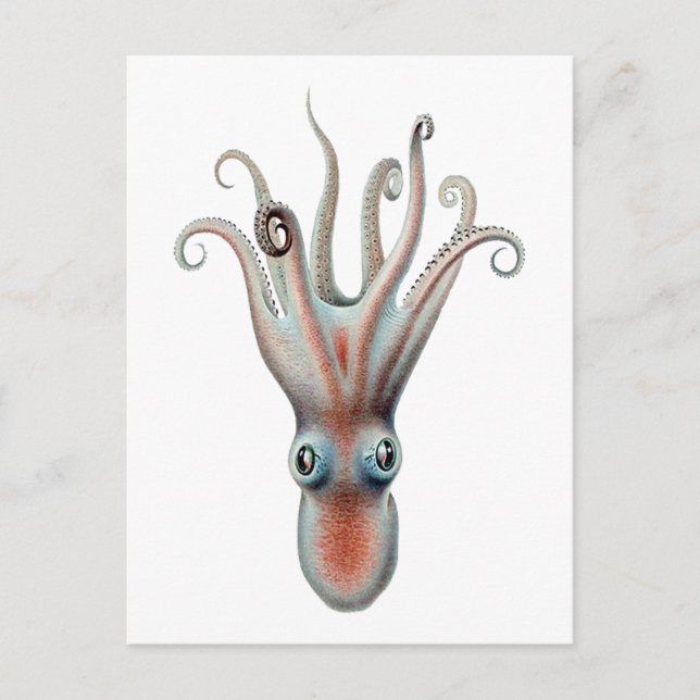 Octopus Vintage Illustration Postcard (Front)