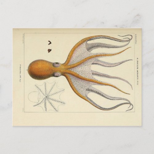 Octopus Vintage Zoological Sketch Postcard