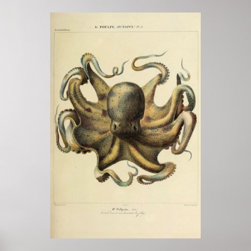 Octopus Vintage Zoological Sketch Poster