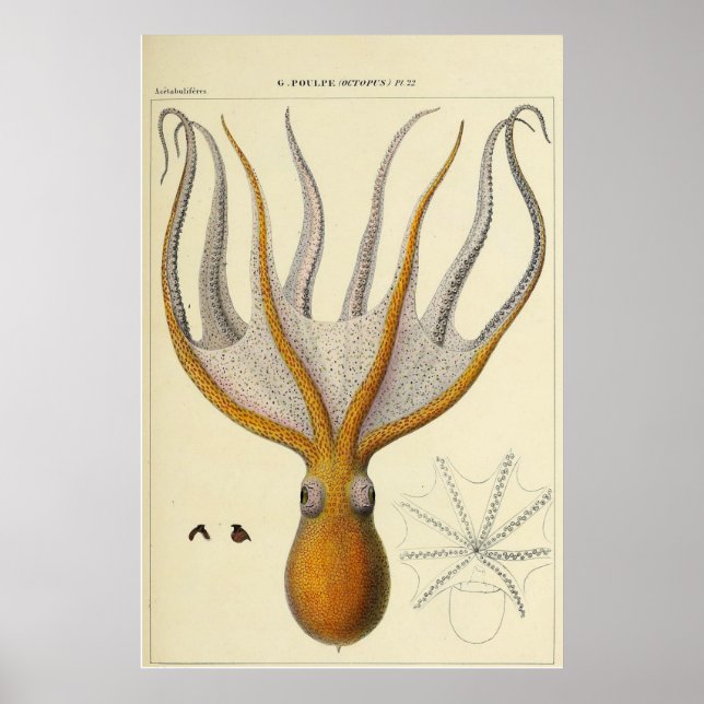Octopus Vintage Zoological Sketch Poster (Front)