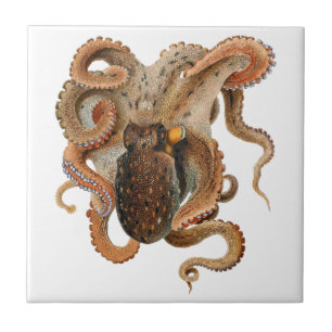 Octopus Vulgaris, Vintage Marine Life Animals Ceramic Tile