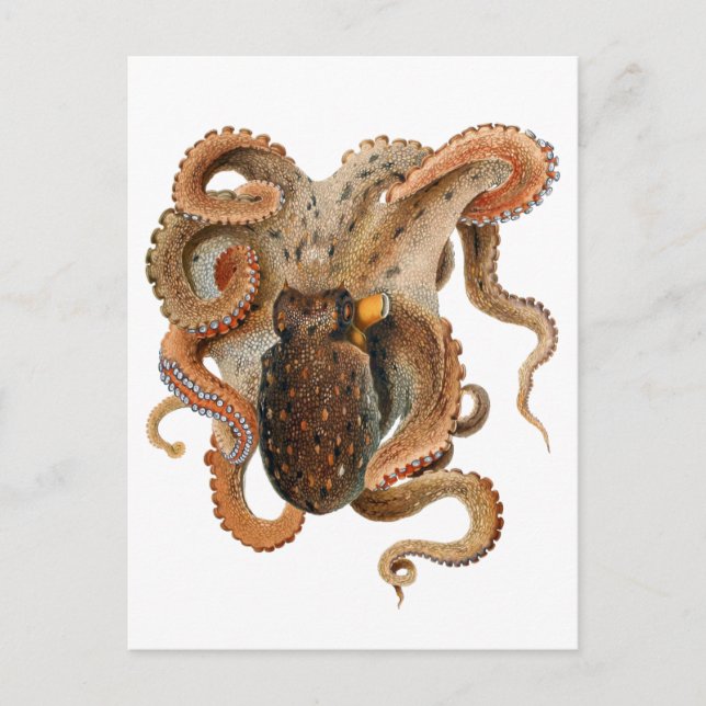 Octopus Vulgaris, Vintage Marine Life Animals Postcard (Front)