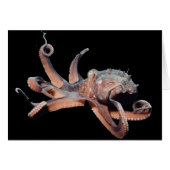 Octopus-Wild Thang (Front Horizontal)