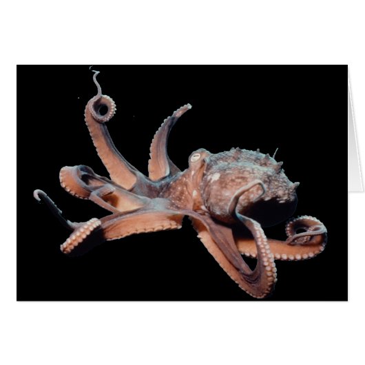 Octopus-Wild Thang Cards (Front Horizontal)