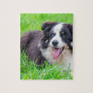 Odd eye border collie lying in grass.JPG Jigsaw Puzzle