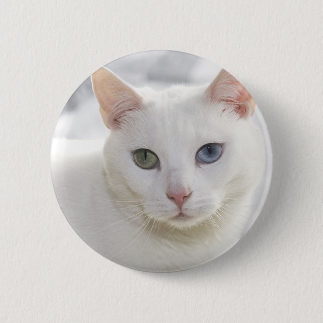 odd-eyed white cat close up face button (Front)