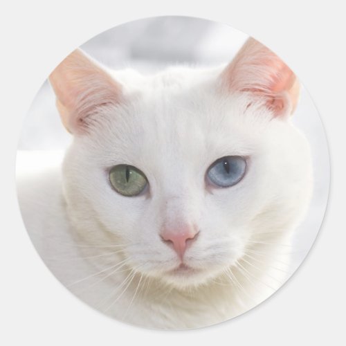 odd_eyed white cat close up face classic round sticker