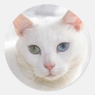 odd-eyed white cat close up face classic round sticker
