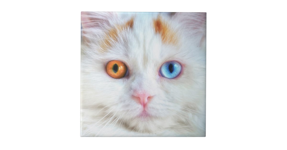 Odd Eyed White Persian Cat Ceramic Tile Zazzle Com