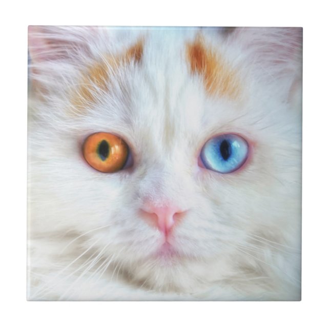 Odd-Eyed White Persian Cat Ceramic Tile (Front)