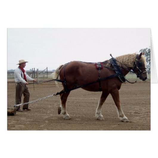 Odie the Belgian Horse driving (Front Horizontal)