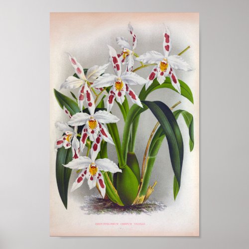 Odontoglossum Crispum Triane Vintage White Orchids Poster
