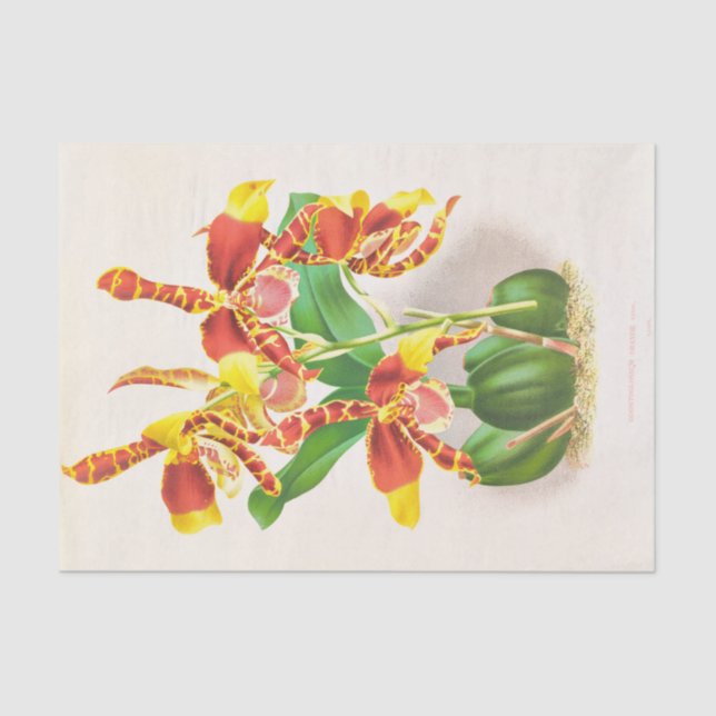Odontoglossum Grande (Orchid) by Jean Jules Linden Tissue Paper (Front)