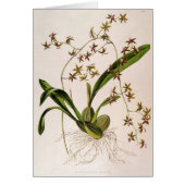 Odontoglossum Hastatum (Front)