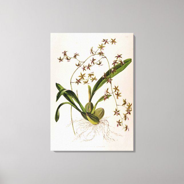 Odontoglossum Hastatum Canvas Print (Front)