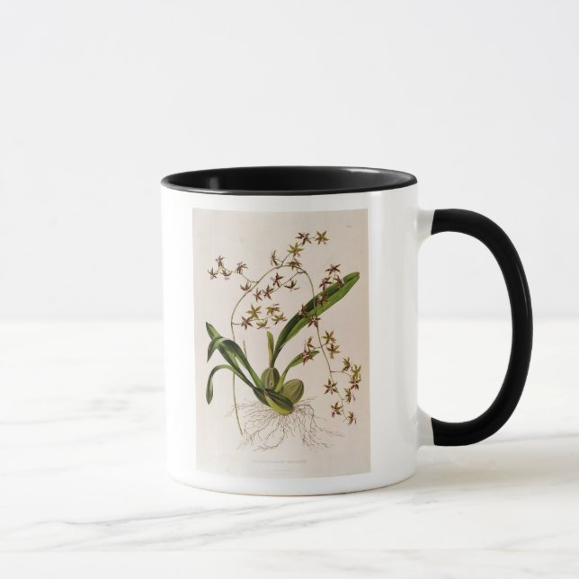Odontoglossum Hastatum Mug (Right)