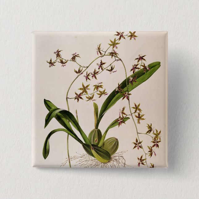 Odontoglossum Hastatum Pinback Button (Front)