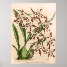 Odontoglossum Orchid 