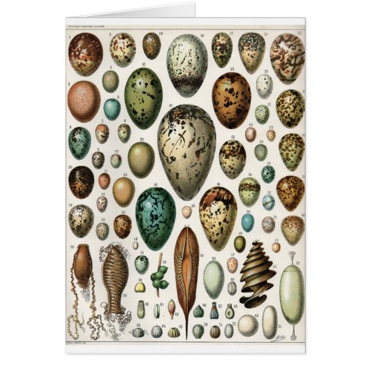Oeufs Cards (Front)