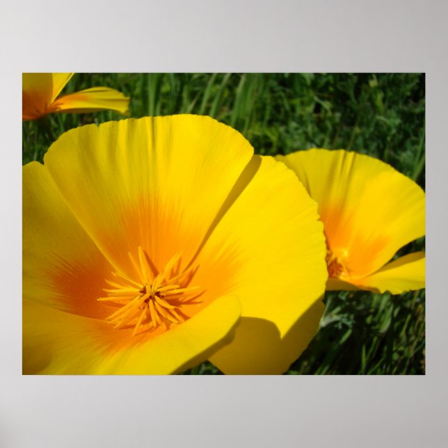 OFFICE ART POPPIES Poppy Flowers 4 Art Prints (Front)