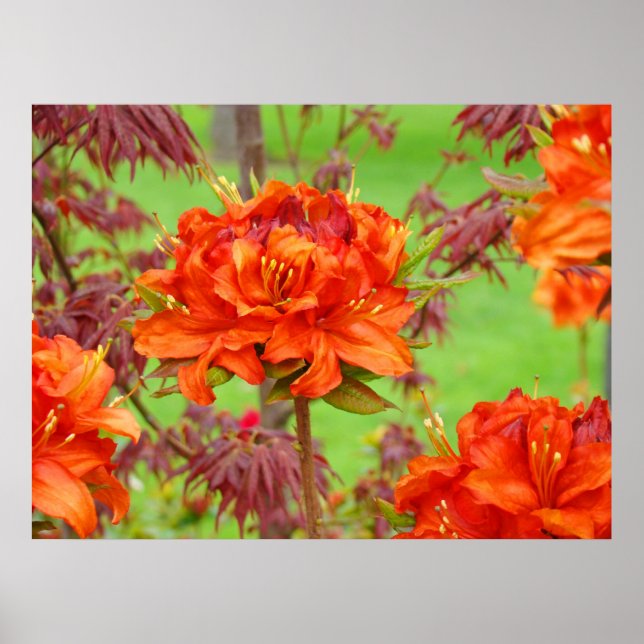 Office art prints Orange Rhododendron Garden (Front)